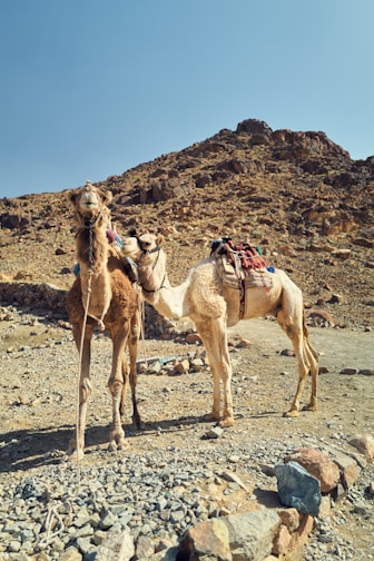 Ancient architecture in Jordan